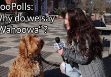HooPolls: Why Do We Say ‘Wahoowa’?